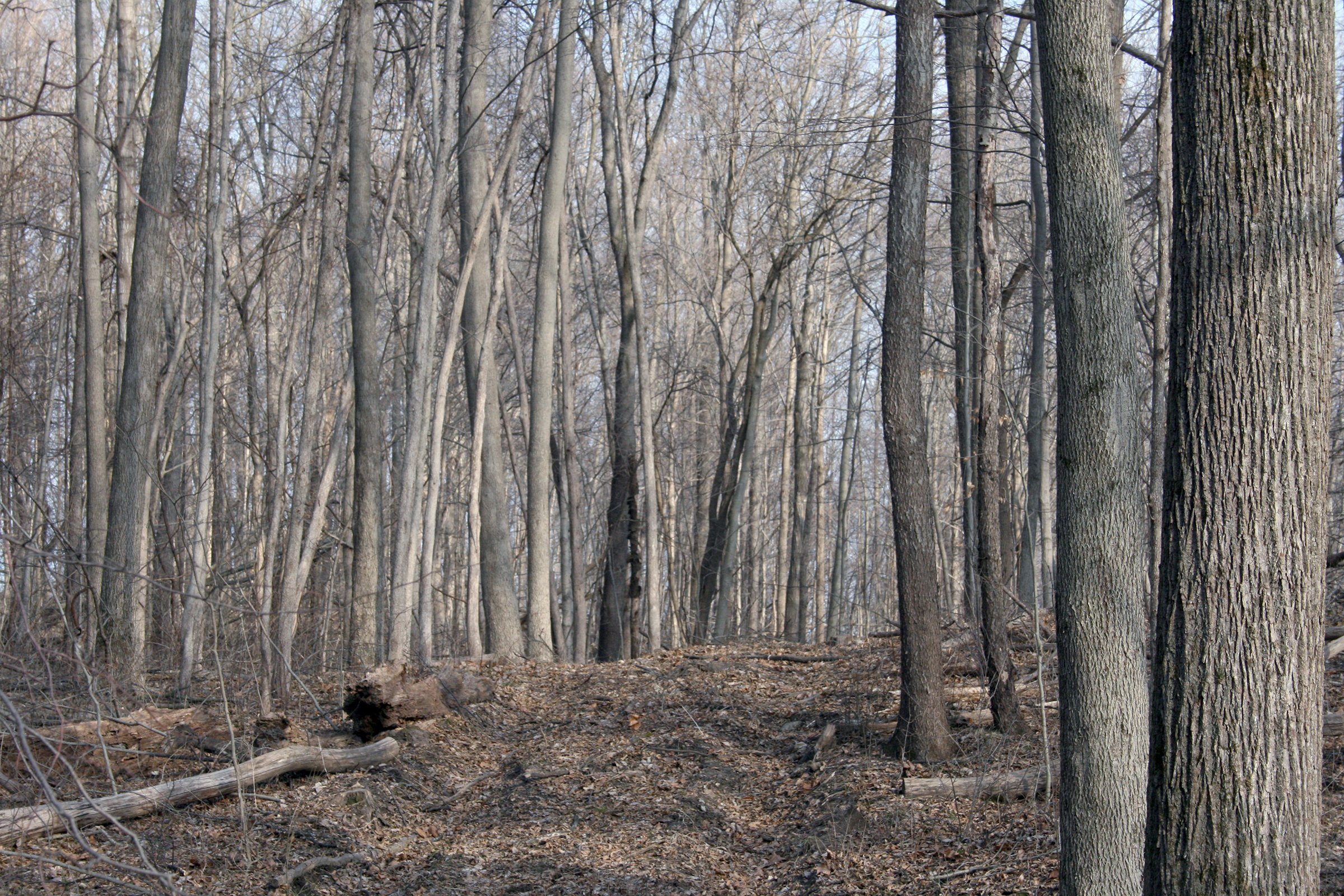 Tract 4 Swing Tract - REAL ESTATE AUCTION - 84.5+/- ACRES IN 4 TRACTS IN WHITLEY COUNTY, INDIANA